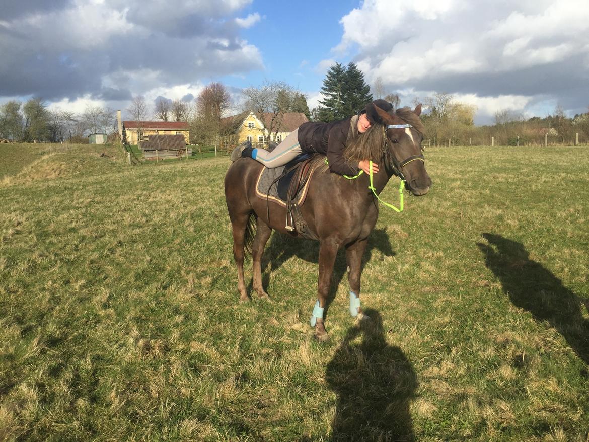 Anden særlig race Saksdals Olivia  billede 14