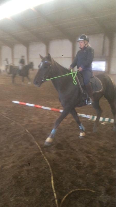 Anden særlig race Saksdals Olivia  billede 17