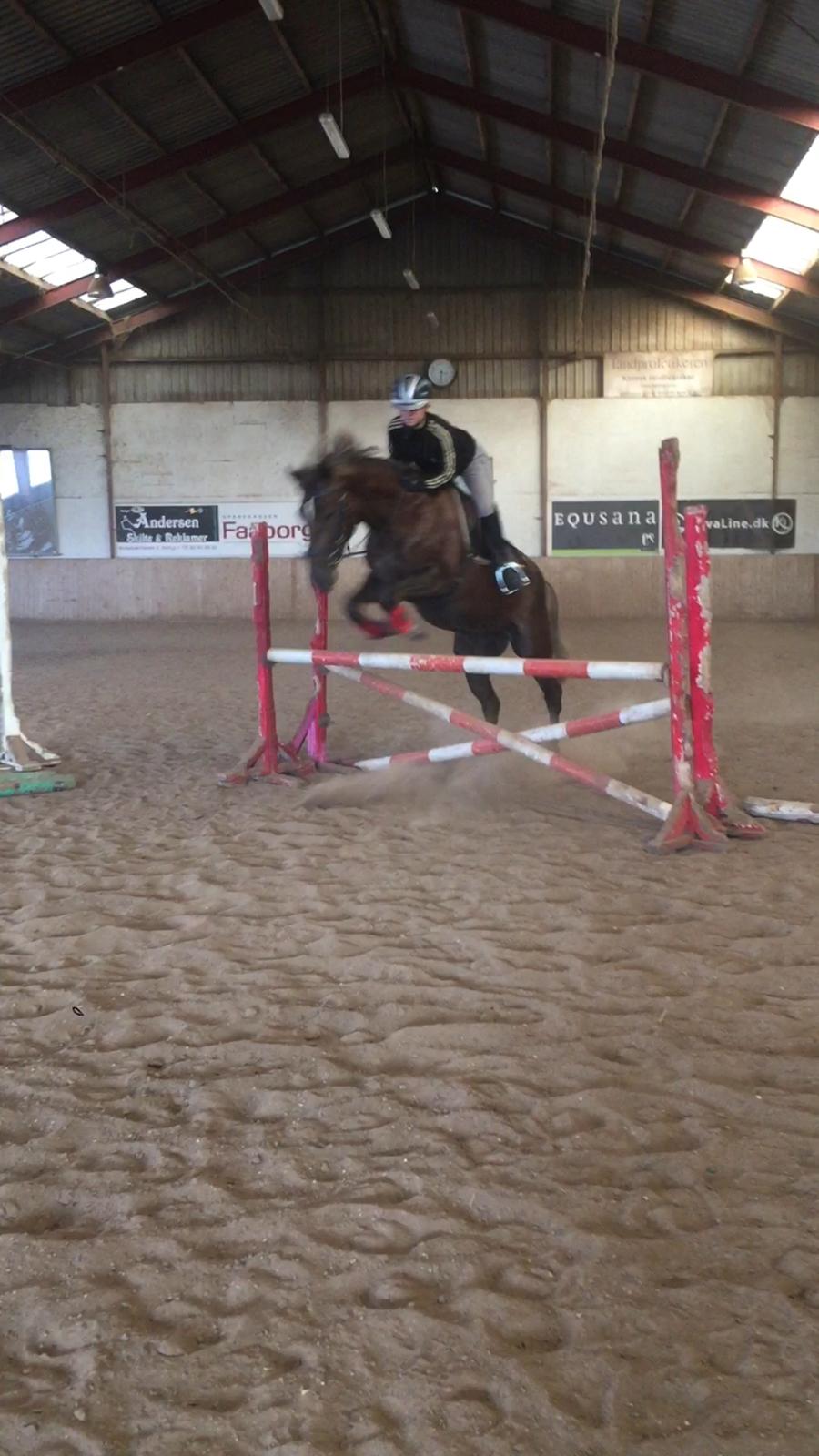 Anden særlig race Saksdals Olivia  billede 15