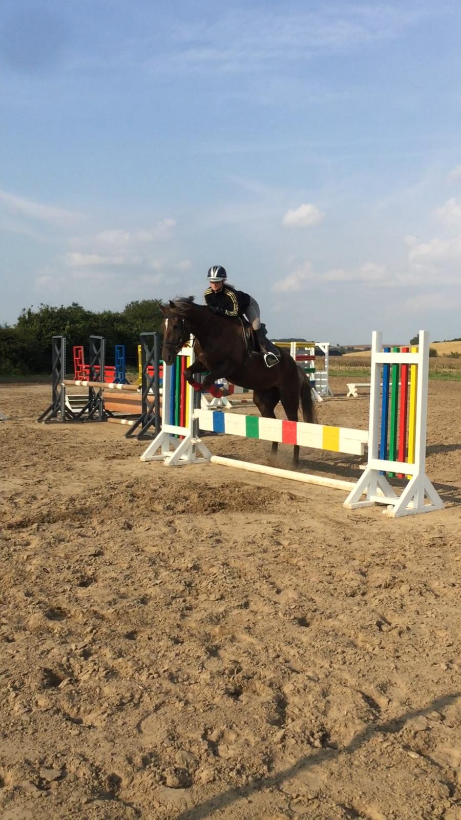 Anden særlig race Saksdals Olivia  billede 16