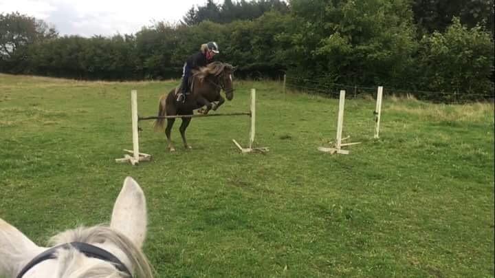 Anden særlig race Saksdals Olivia  billede 19