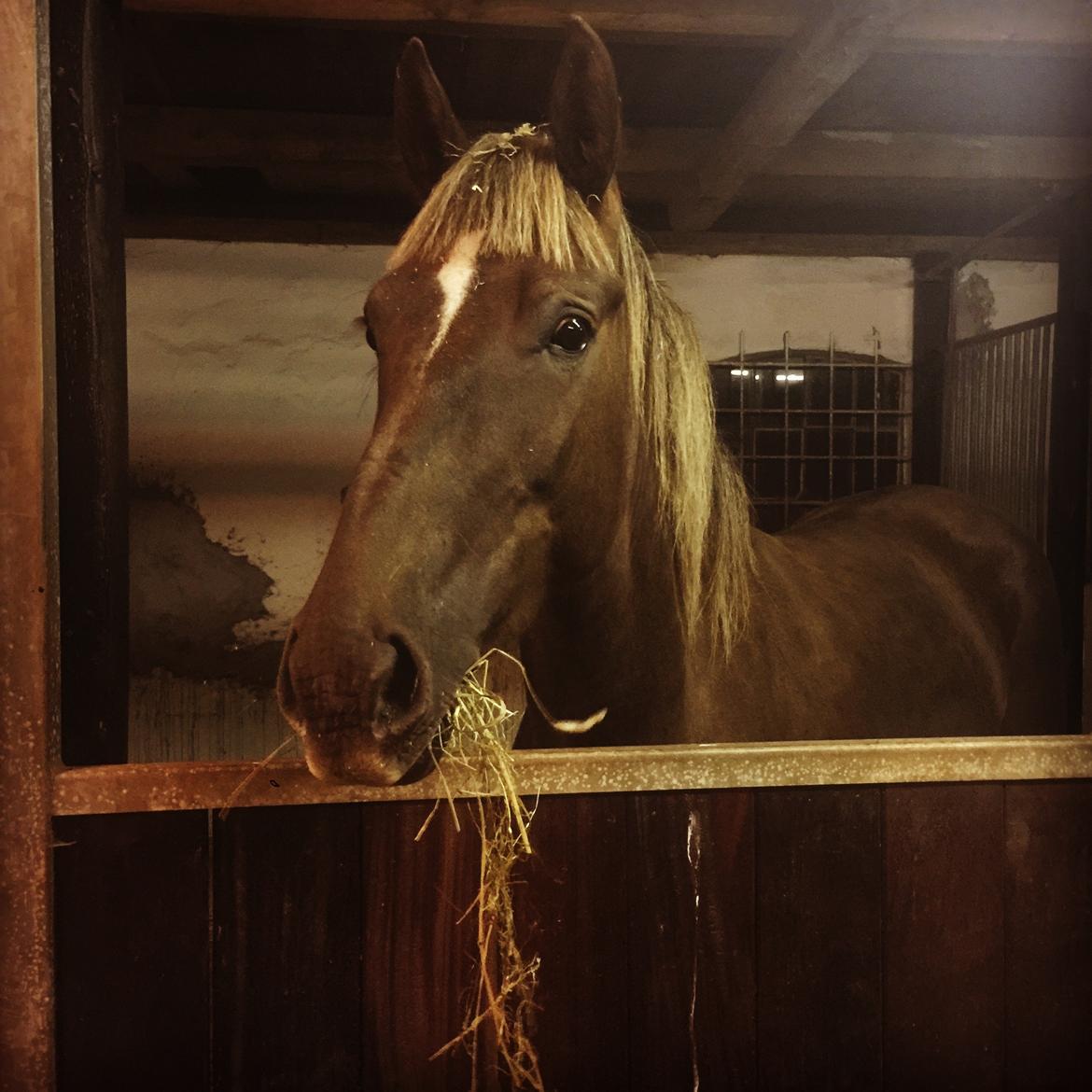 Anden særlig race Saksdals Olivia  billede 18