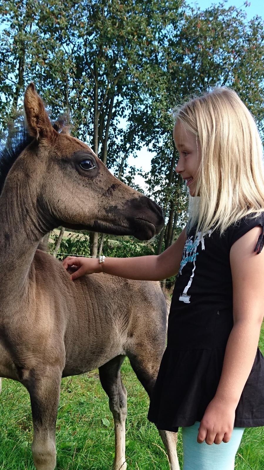 Welsh Partbred (Sec F) Penny billede 1