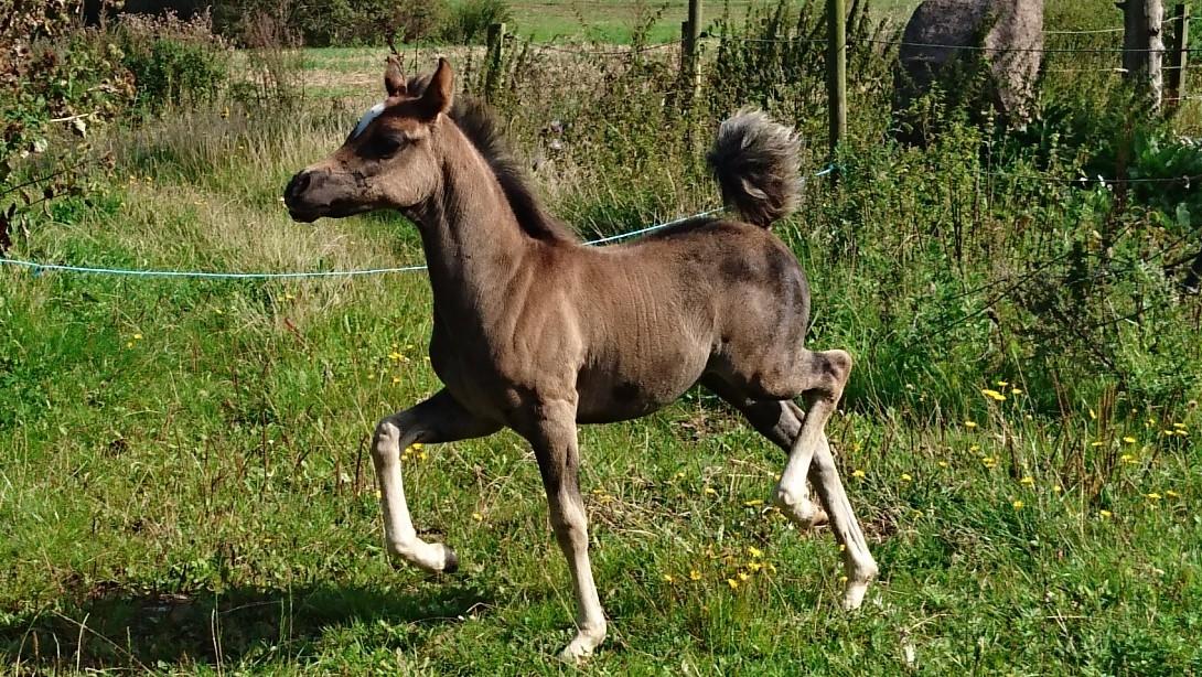 Welsh Partbred (Sec F) Penny billede 2