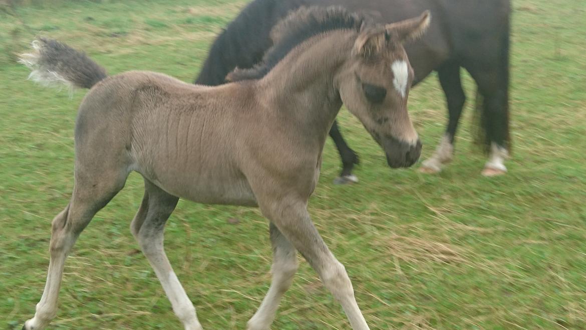 Welsh Partbred (Sec F) Penny billede 4