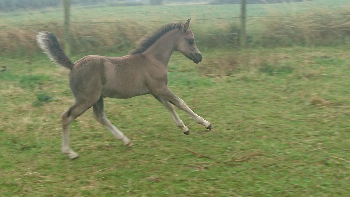 Welsh Partbred (Sec F) Penny billede 5