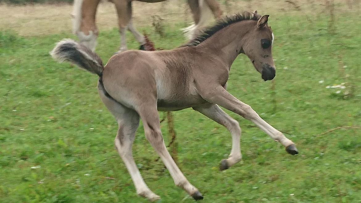 Welsh Partbred (Sec F) Penny billede 6