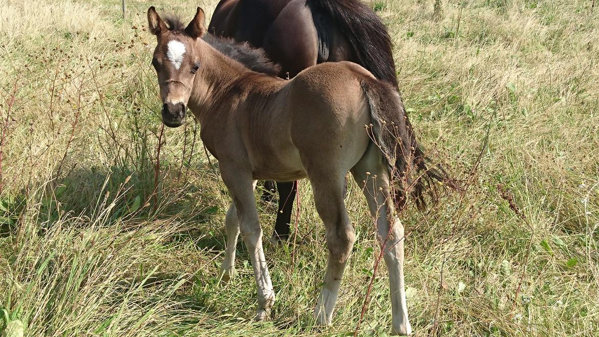 Welsh Partbred (Sec F) Penny billede 7