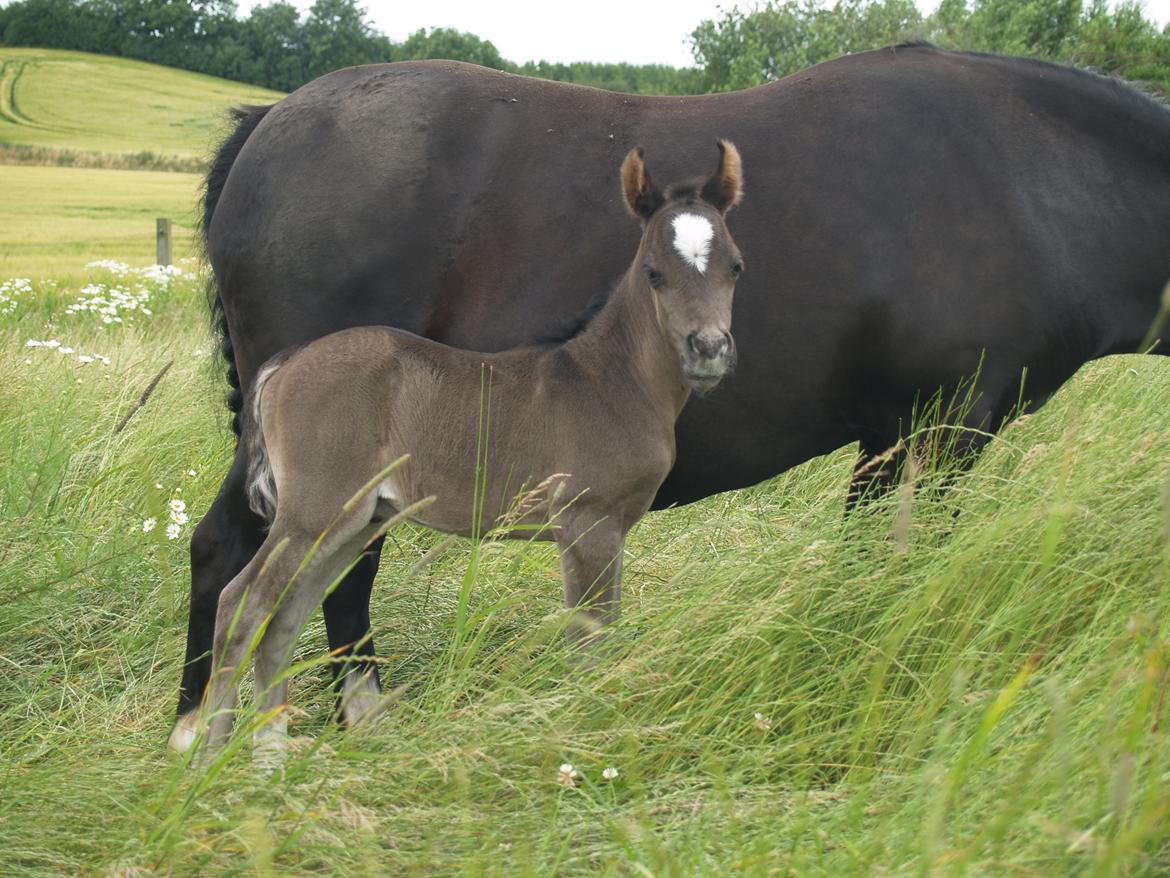 Welsh Partbred (Sec F) Penny billede 8