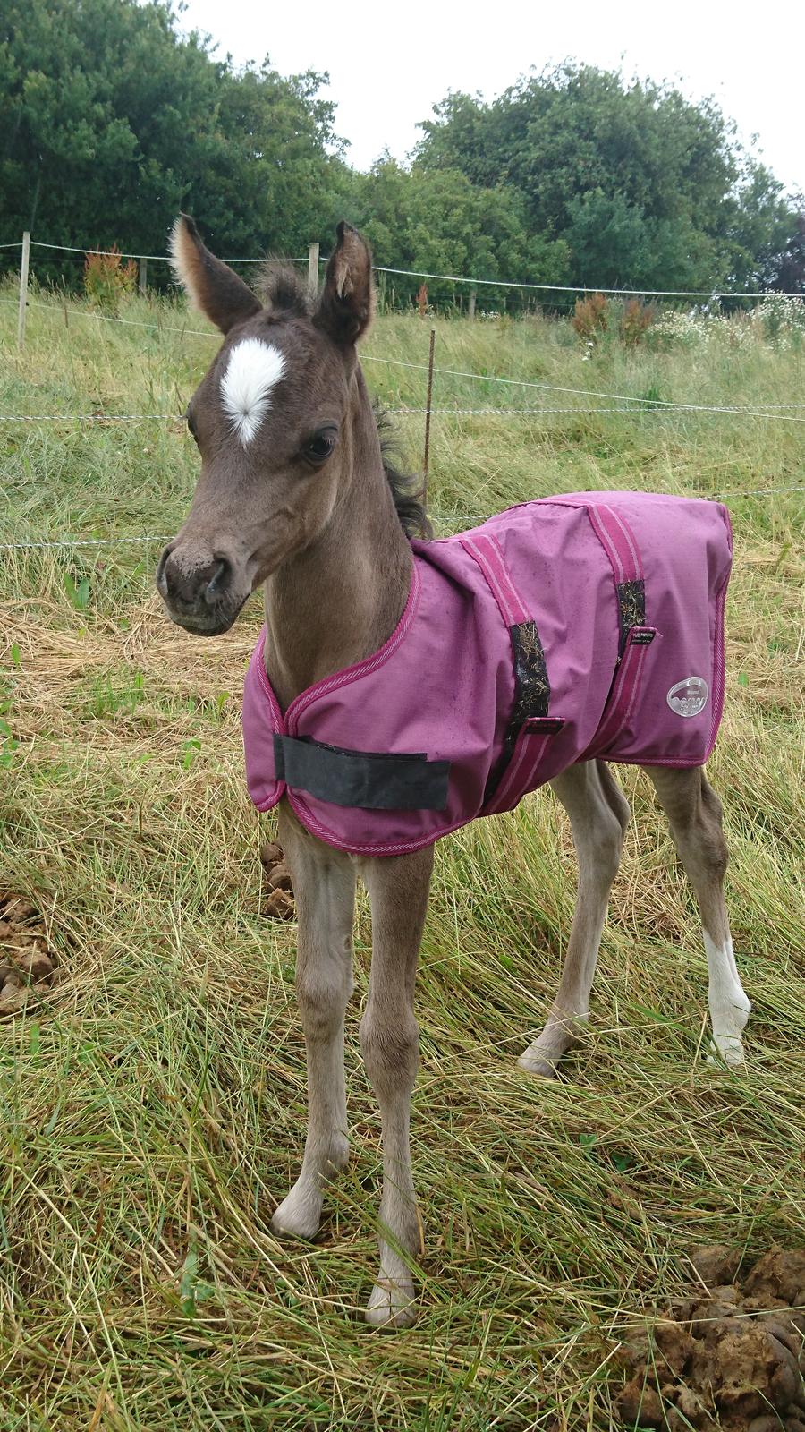 Welsh Partbred (Sec F) Penny billede 9