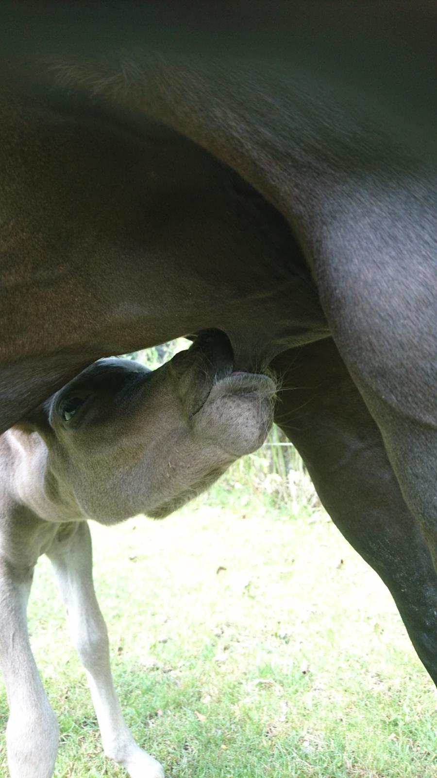 Welsh Partbred (Sec F) Penny billede 10