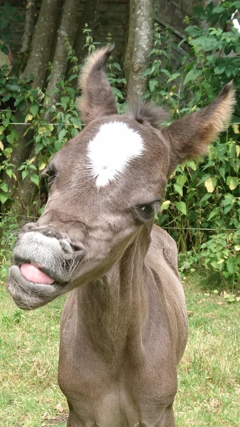 Welsh Partbred (Sec F) Penny billede 3