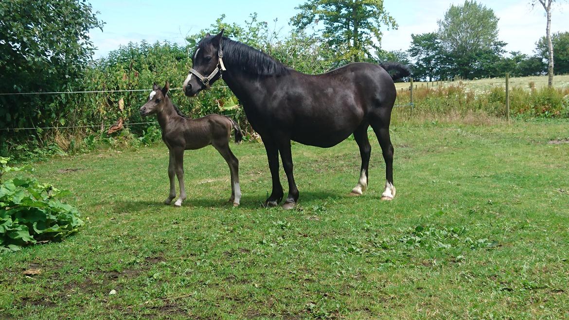 Welsh Partbred (Sec F) Penny billede 11
