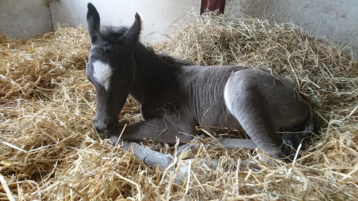 Welsh Partbred (Sec F) Penny billede 12