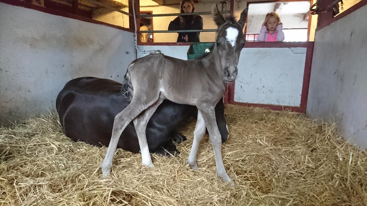 Welsh Partbred (Sec F) Penny billede 13