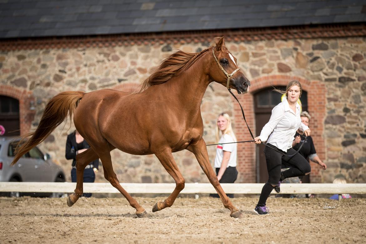 Arabisk fuldblod (OX) Aarupgårds Amina bint charm ox - Aminas første tur i byen - Hun var simpelthen så nem <3 billede 18