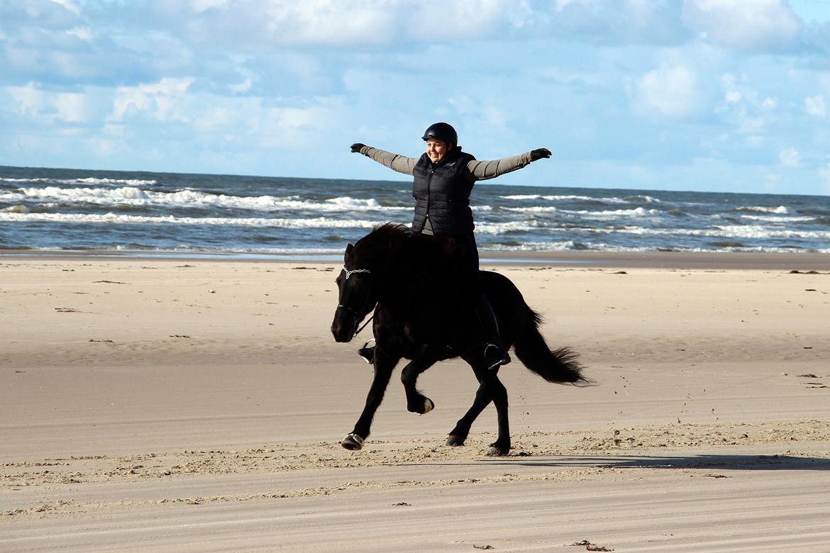 Islænder Stari harrested - 15.09.17 Safir-galop billede 4