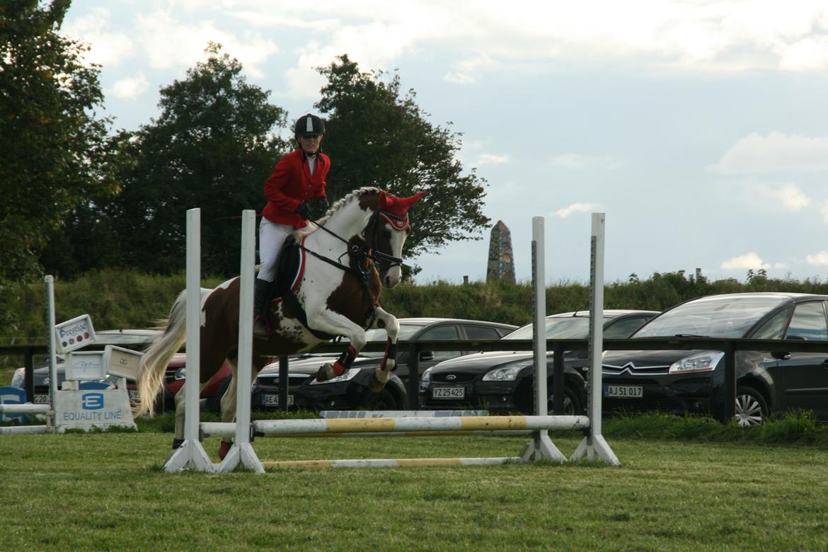 Pinto Elmegårdens Brilliant  - stævne i hammel d 15-09-17 fejlfri billede 9
