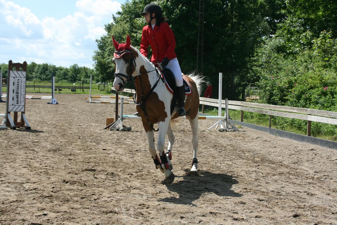 Pinto Elmegårdens Brilliant  - stævne egely ridecenter 17. 0 rundte billede 10