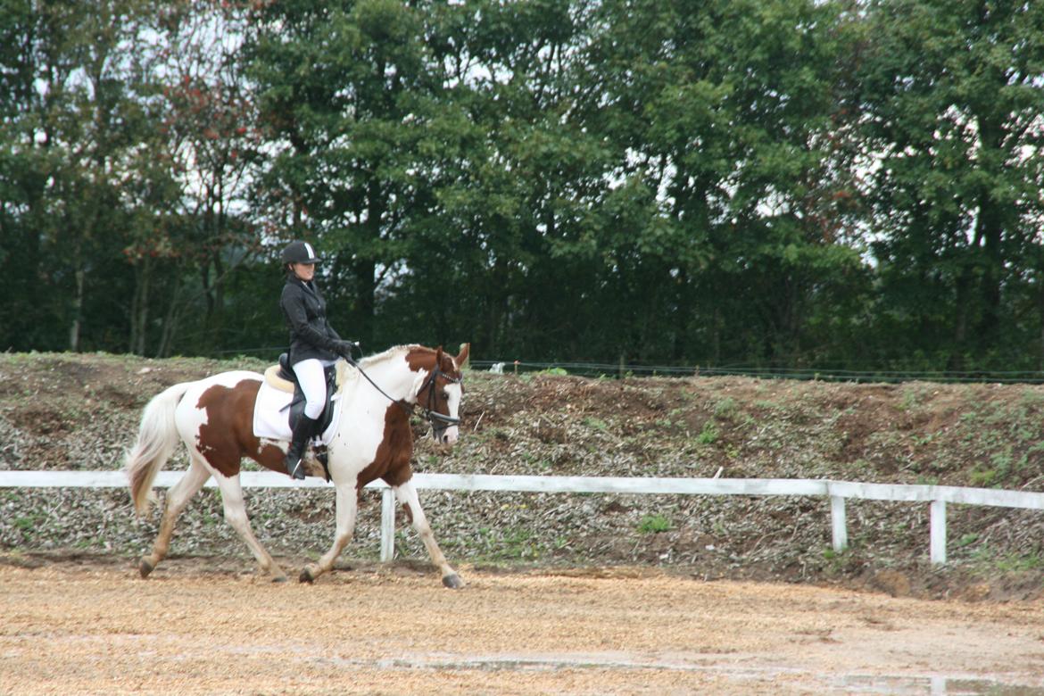 Pinto Elmegårdens Brilliant  billede 16