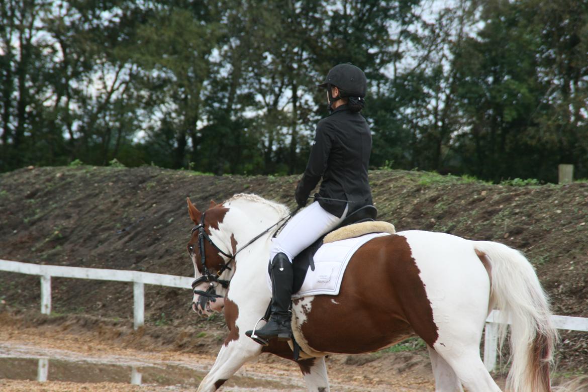 Pinto Elmegårdens Brilliant  billede 13