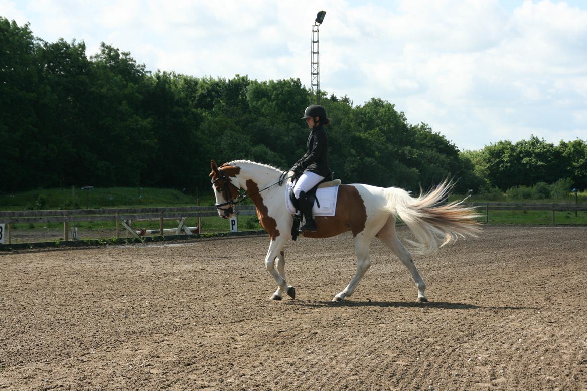Pinto Elmegårdens Brilliant  billede 14