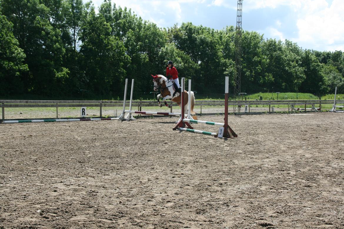 Pinto Elmegårdens Brilliant  billede 15