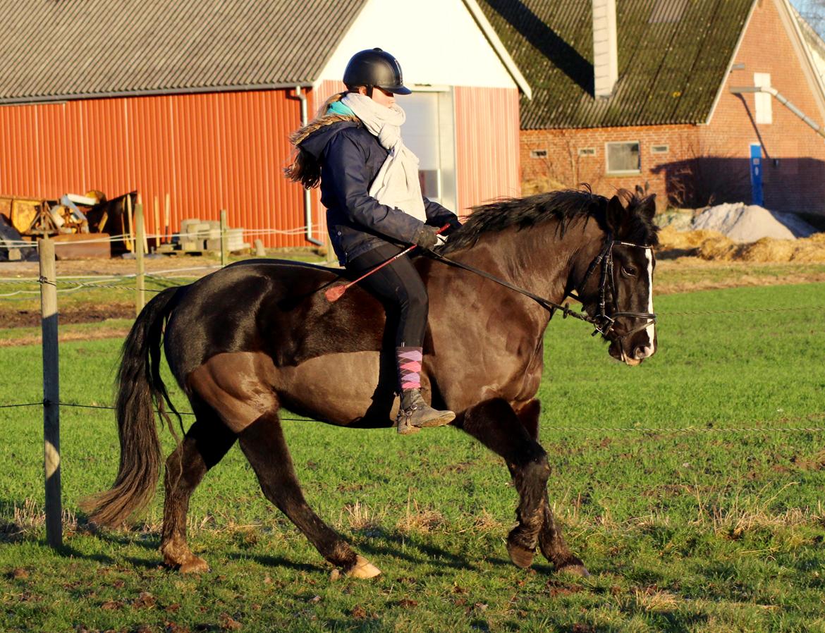 Anden særlig race Star - 8.  billede 8