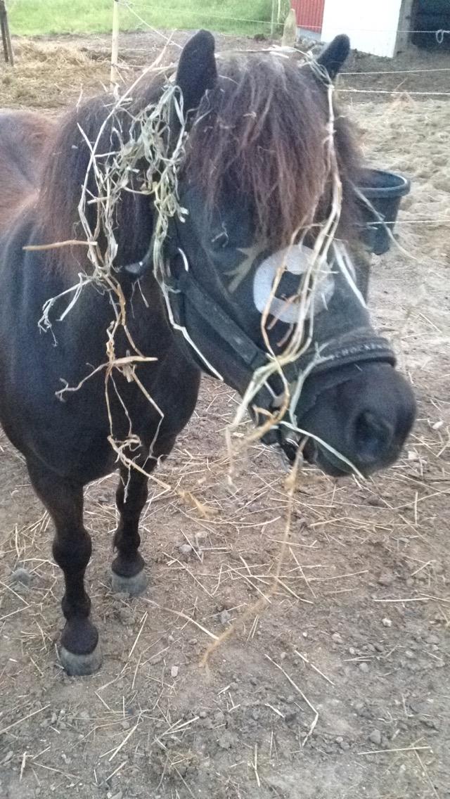 Shetlænder Pippi (Pippi Langstrømpe) - 12.  billede 12