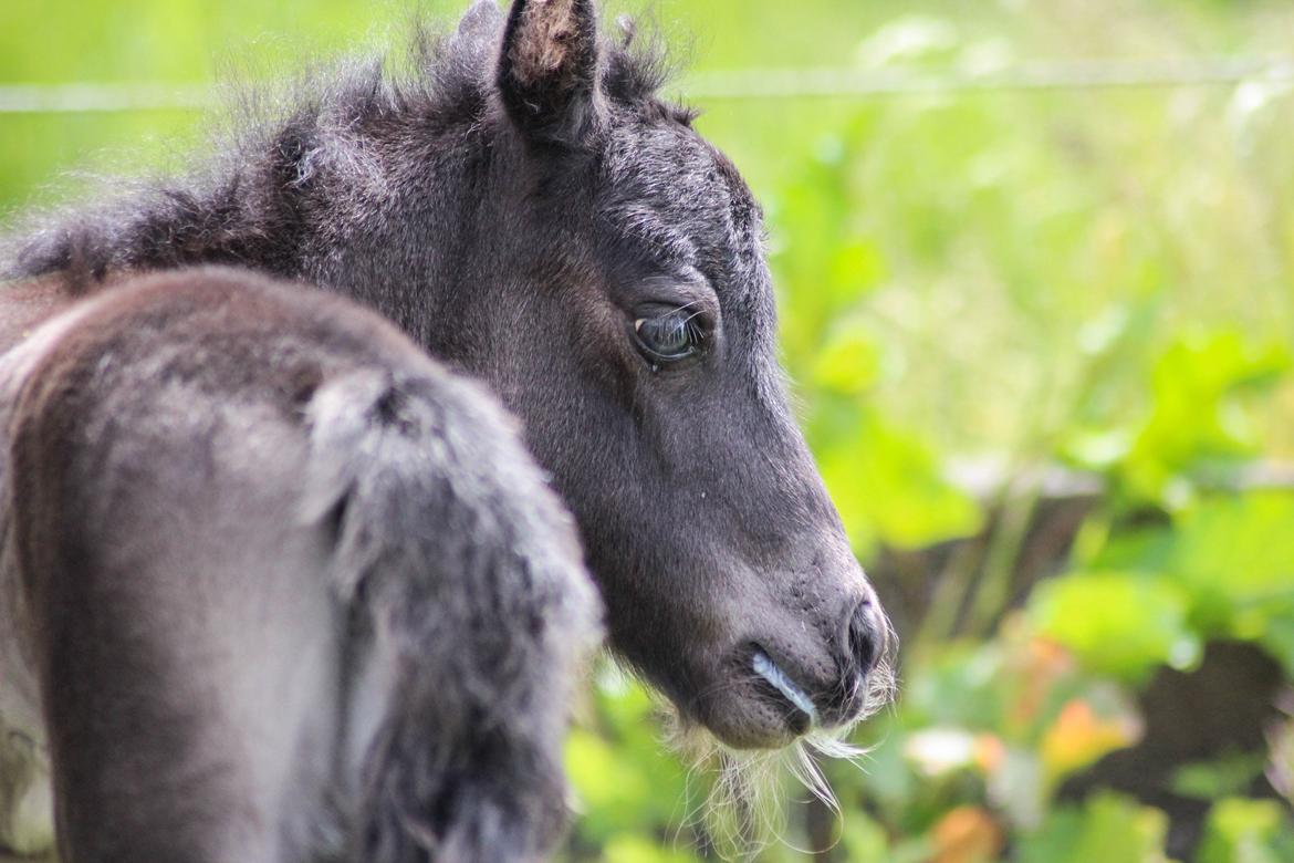 Shetlænder Stratensminde Made By Warrior  billede 1