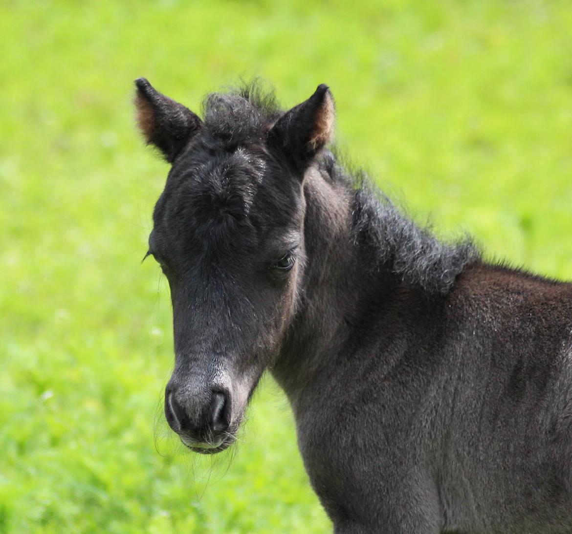 Shetlænder Stratensminde Made By Warrior  billede 2