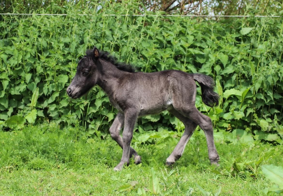 Shetlænder Stratensminde Made By Warrior  billede 4