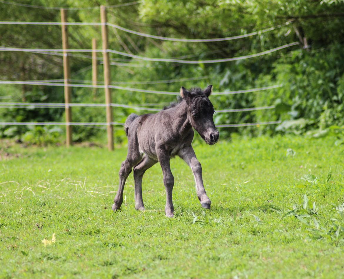 Shetlænder Stratensminde Made By Warrior  billede 5