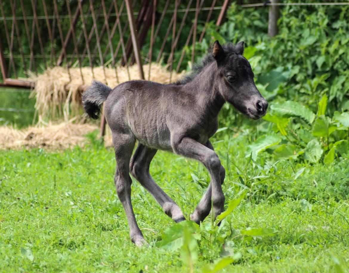 Shetlænder Stratensminde Made By Warrior  billede 6