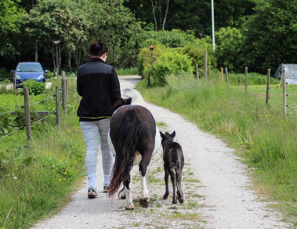 Shetlænder Stratensminde Made By Warrior  billede 8
