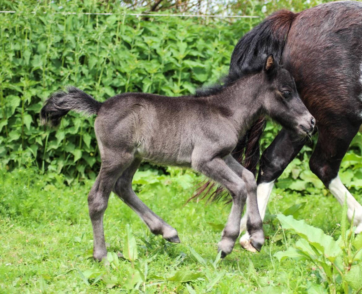 Shetlænder Stratensminde Made By Warrior  billede 7