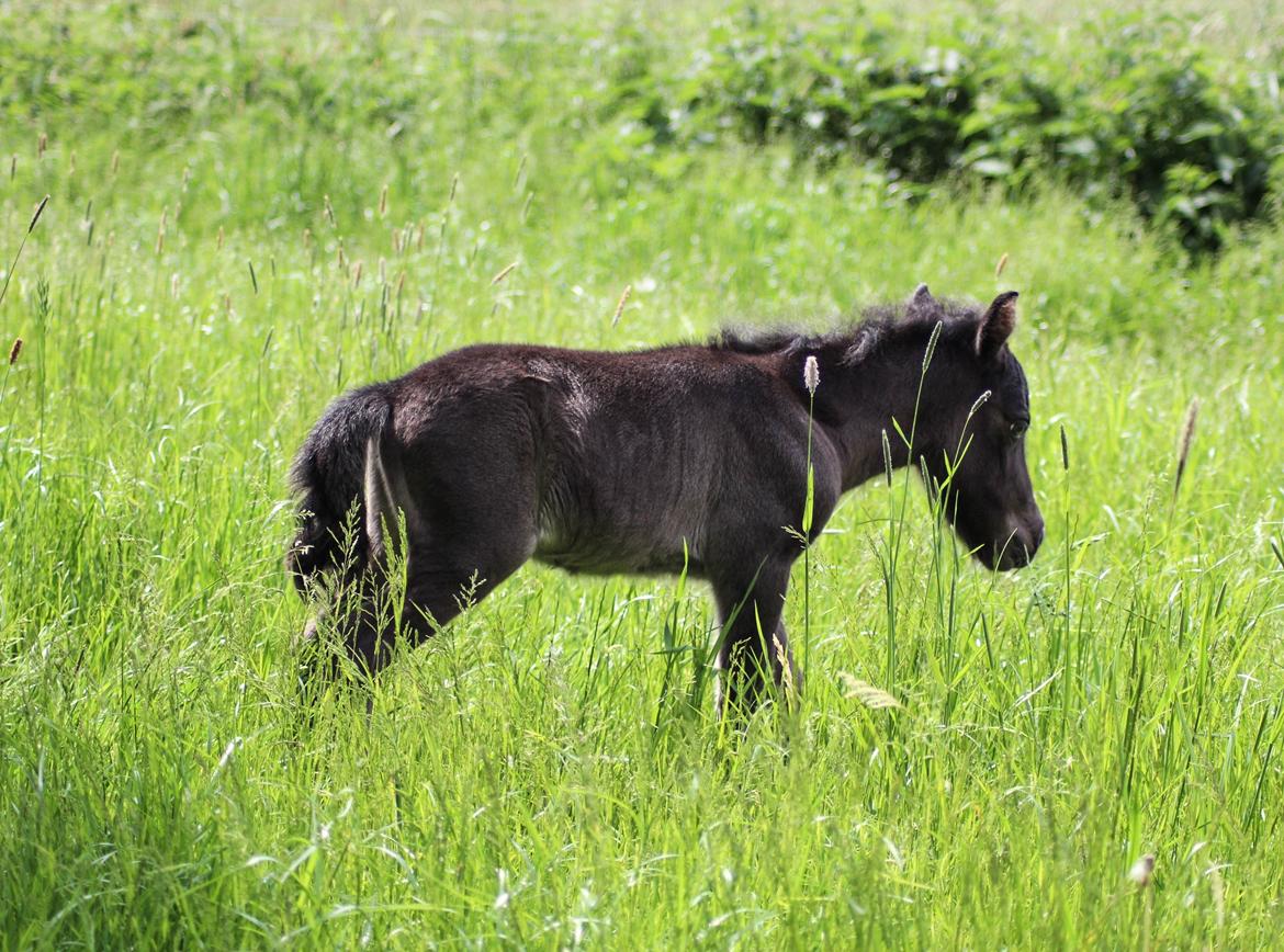 Shetlænder Stratensminde Made By Warrior  billede 9