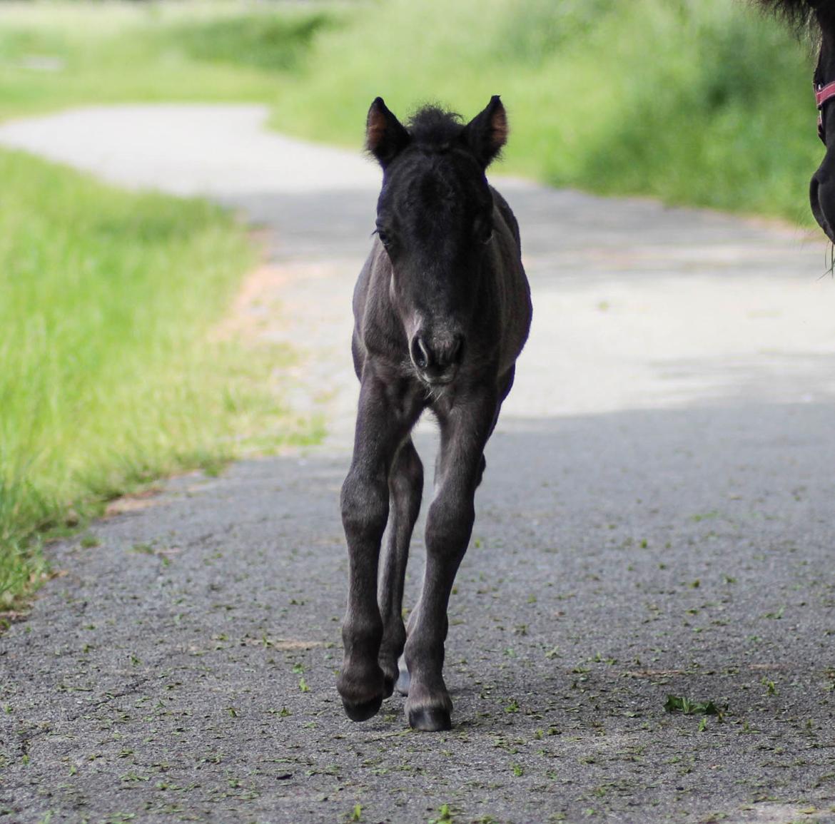 Shetlænder Stratensminde Made By Warrior  billede 12