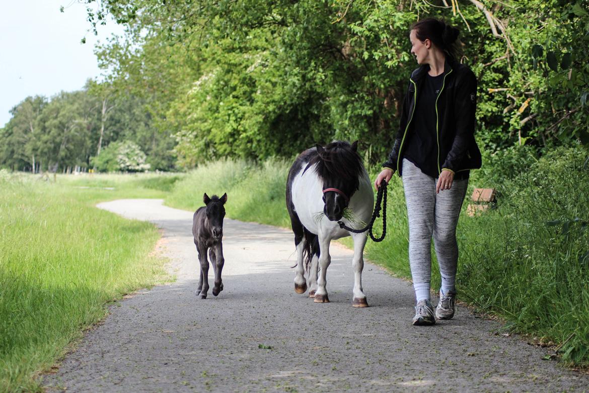 Shetlænder Stratensminde Made By Warrior  billede 10