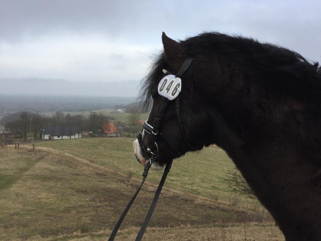 Welsh Pony af Cob-type (sec C) Dorthealyst Jack Daniels billede 21