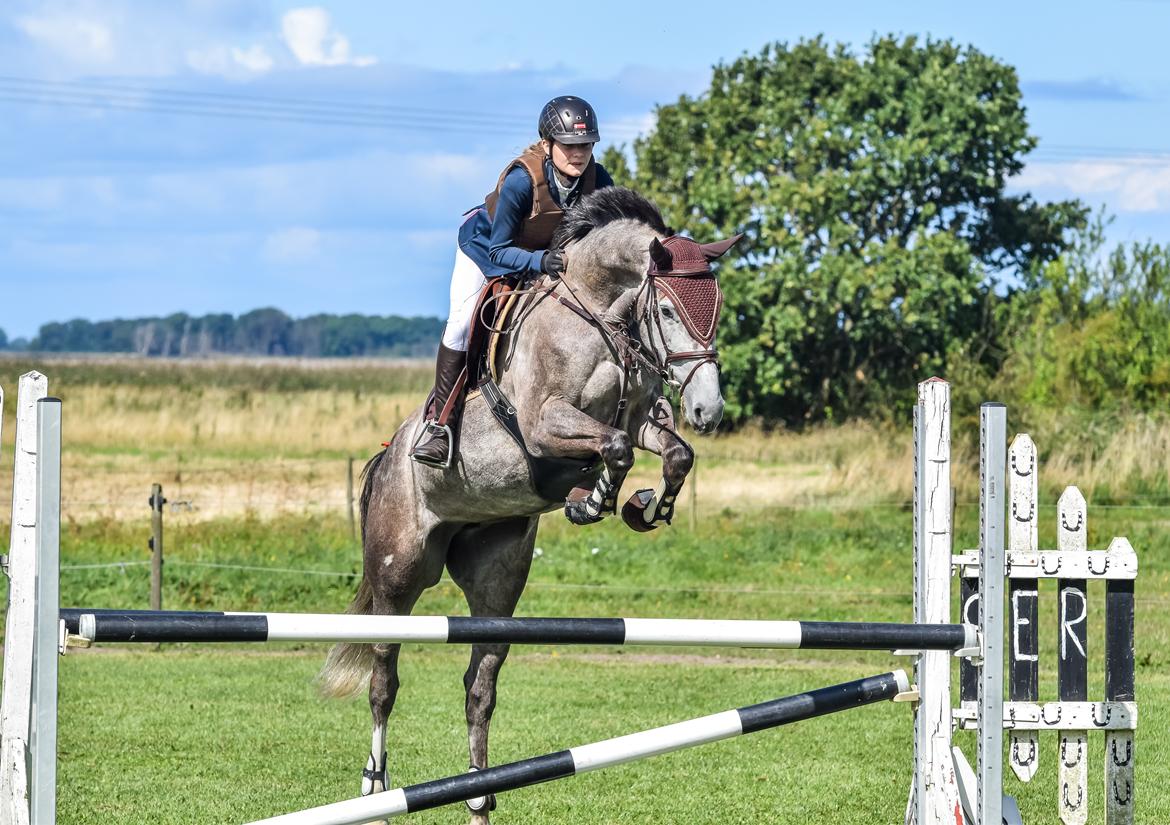 Dansk Varmblod Volstrups Corina billede 12