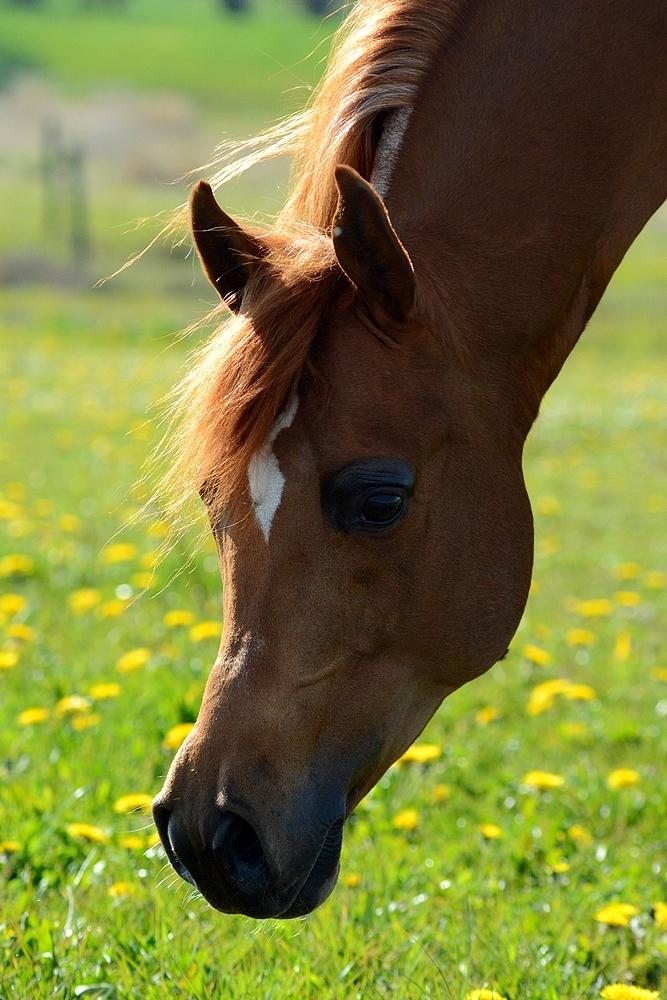 Arabisk fuldblod (OX) Flamme (SOLGT) - d. 7 Maj 2017 Vinden's Arabians  billede 41