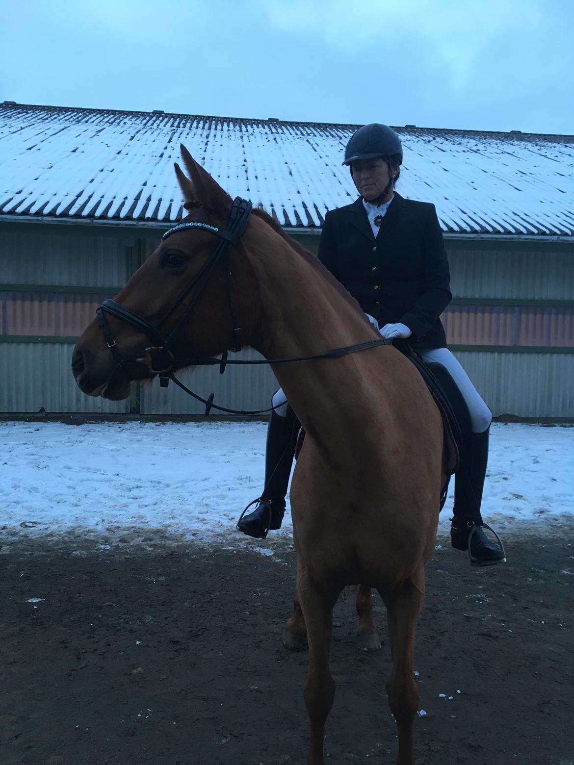 Dansk Varmblod Langagers Krack I Love It billede 2