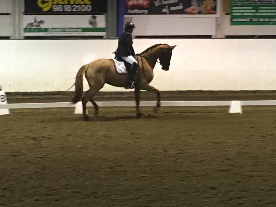 Dansk Varmblod Langagers Krack I Love It billede 3