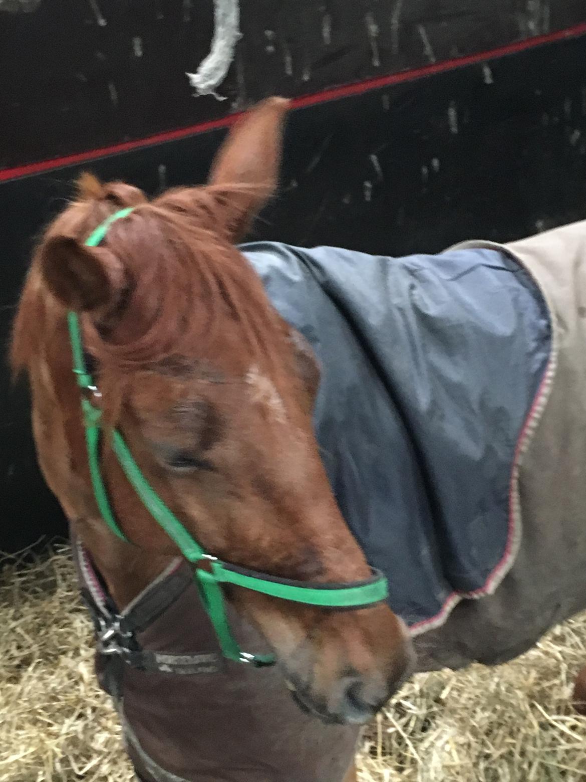 Dansk Varmblod Langagers Krack I Love It billede 4