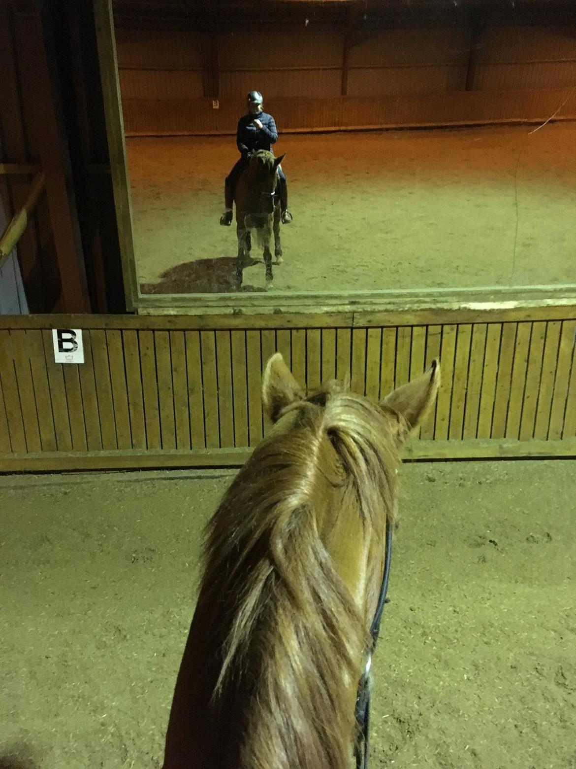 Dansk Varmblod Langagers Krack I Love It billede 1