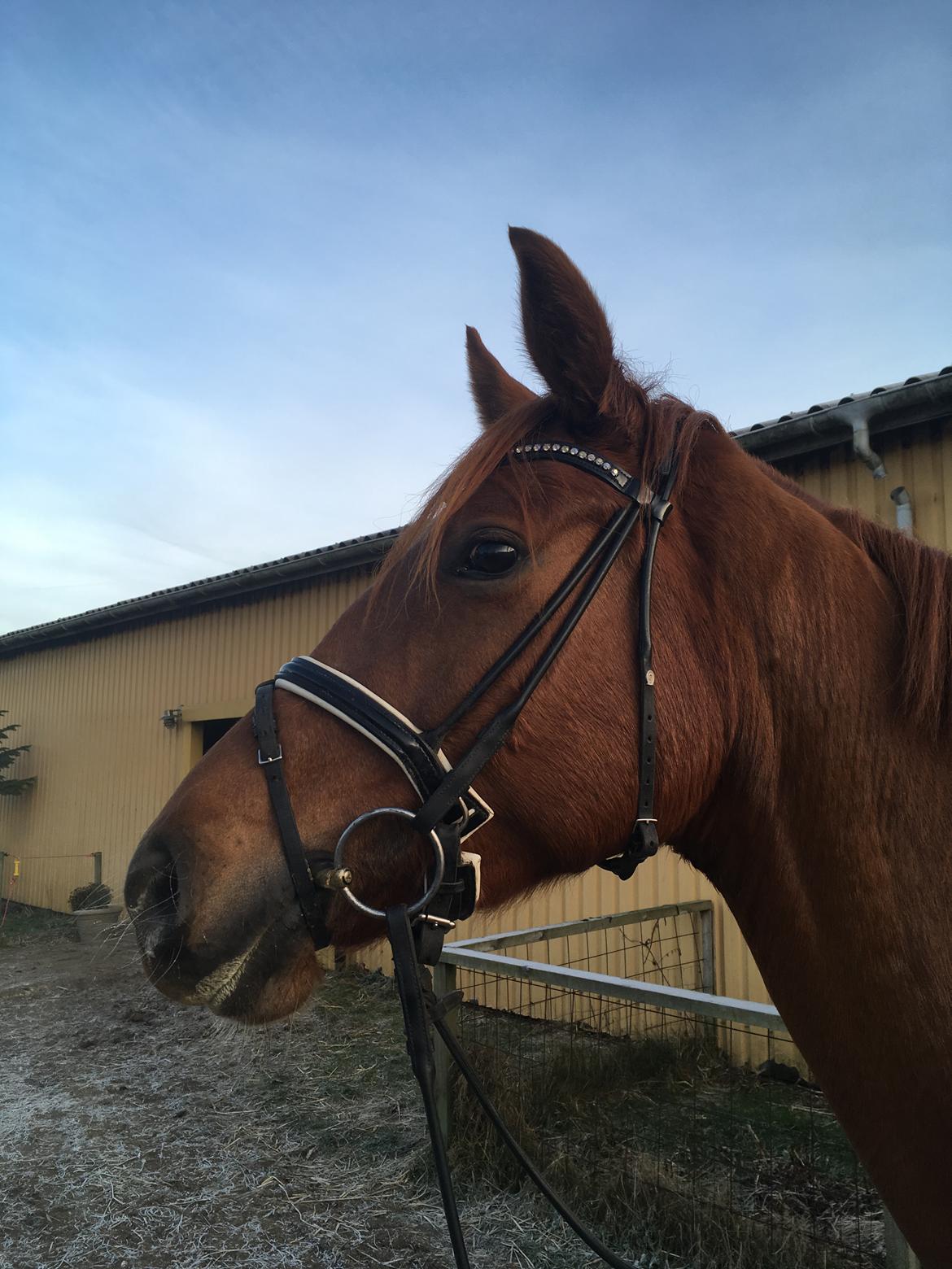 Dansk Varmblod Langagers Krack I Love It billede 6