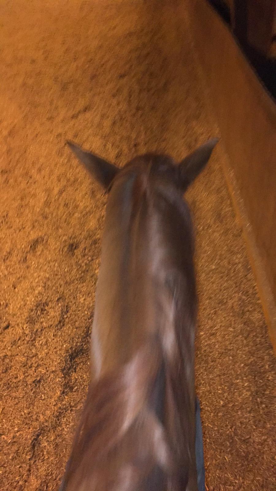 Dansk Varmblod Langagers Krack I Love It billede 7