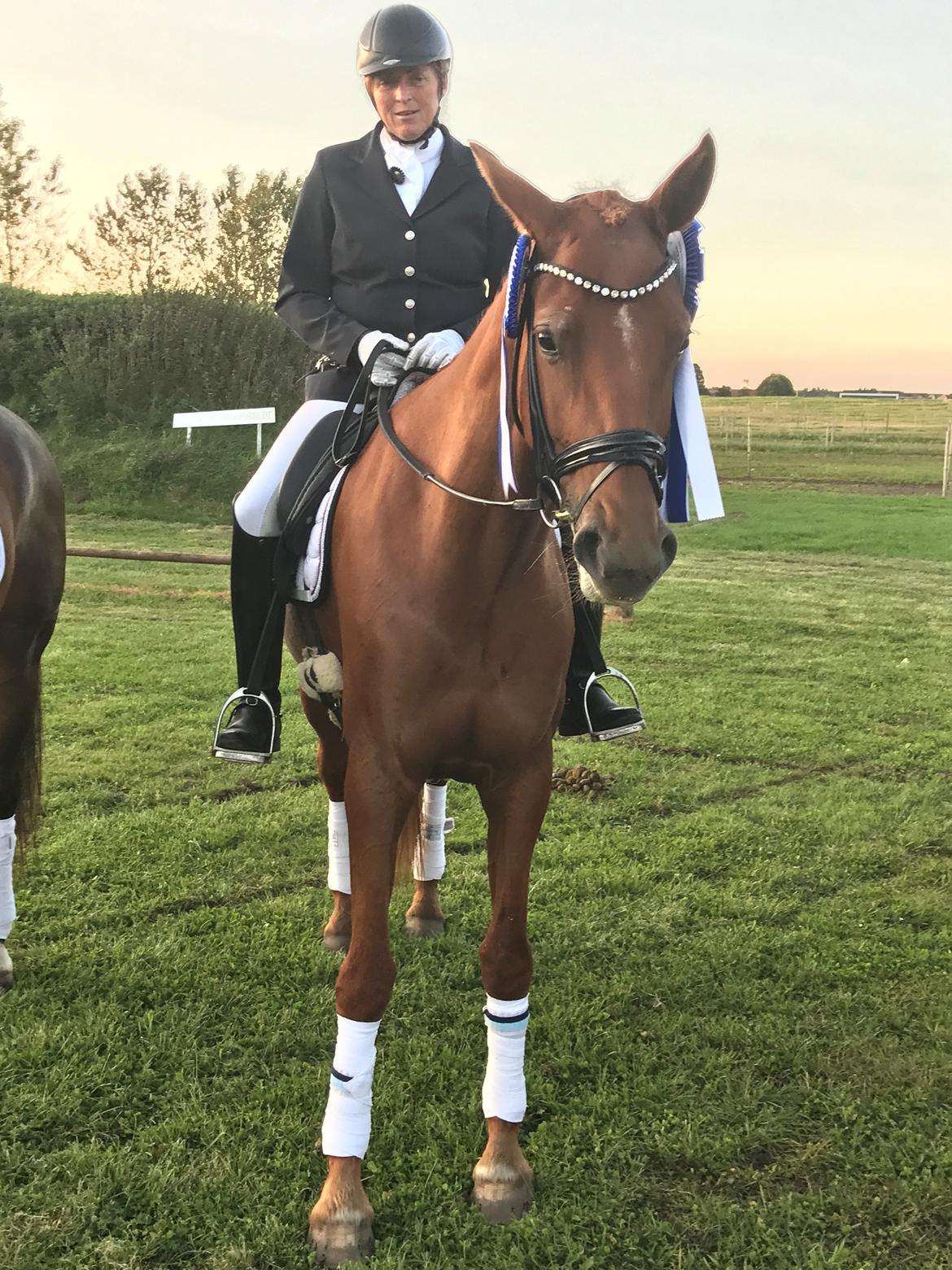 Dansk Varmblod Langagers Krack I Love It billede 5