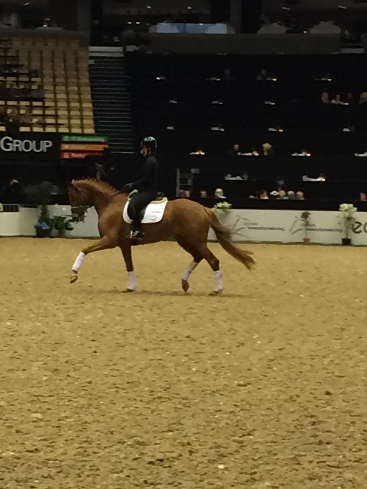 Dansk Varmblod Langagers Krack I Love It billede 9